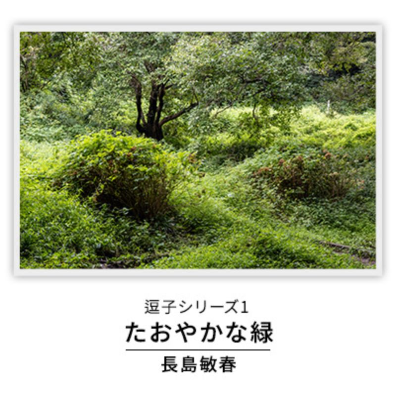【ふるさと納税】写真家長島敏春　オリジナルプリント 「逗子シリーズ1　たおやかな緑」フレーム付き　写真・オリジナルプリント・逗子シリーズ1・たおやかな緑・フレーム付き・長島敏春・石井仁志・逗子・サイン