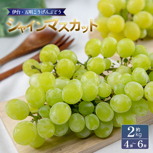 シャインマスカット 約2kg 【2026年8月下旬頃から順次発送】 | シャインマスカット ぶどう【VEG101】