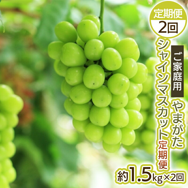 【ふるさと納税】【定期便2回】ご家庭用 やまがた シャインマスカット 優品 約1.5kg×2回 【令和8年産先行予約】FS25-699くだもの 果物 フルーツ 山形 山形県 山形市 お取り寄せ 先行予約 2026年産