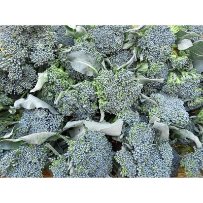 ふるさと納税 秦野市 〈10月〜発送〉『え?豆腐のおから?』主茎　 茎ブロッコリー |  | 03