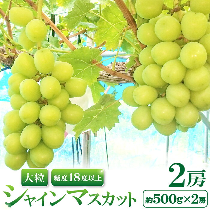 【ふるさと納税】 シャインマスカット 2房入り 約500g 2房入り 大粒 糖度18度以上 ぶどう 8月下旬〜9月上旬 期間限定 季節限定 ブドウ 果物 くだもの 島根県産 大田市