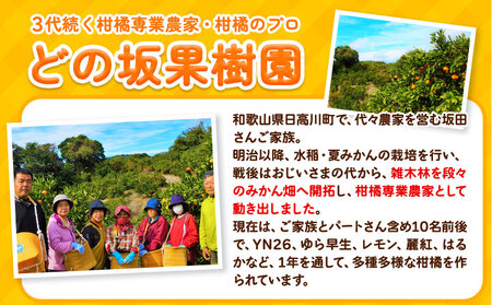 レモン 名産地からお届け! 国産 レモン 約 3kg (L～4Lサイズ)  ノーワックス 減農薬 どの坂果樹園《2024年2月上旬-5月末頃出荷》 レモン れもん 檸檬 和歌山県 日高川町 果物 柑橘