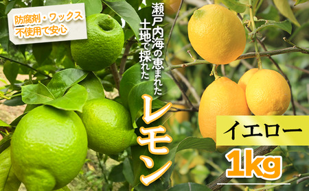 レモン イエローレモン 約1kg 愛媛県 松山市【MSD001_y】