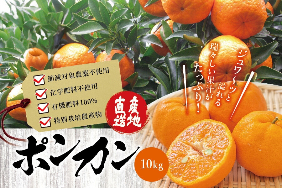 
            【先行予約】 濃厚な甘さ！くしもとポンカン L～2Lサイズ 10kg 【1月上旬～2月中旬発送予定】柑橘 ぽんかん フルーツ みかん ミカン オレンジ 限定 有機率100%肥料 節減対象農薬不使用 化学肥料不使用【sse101】
          