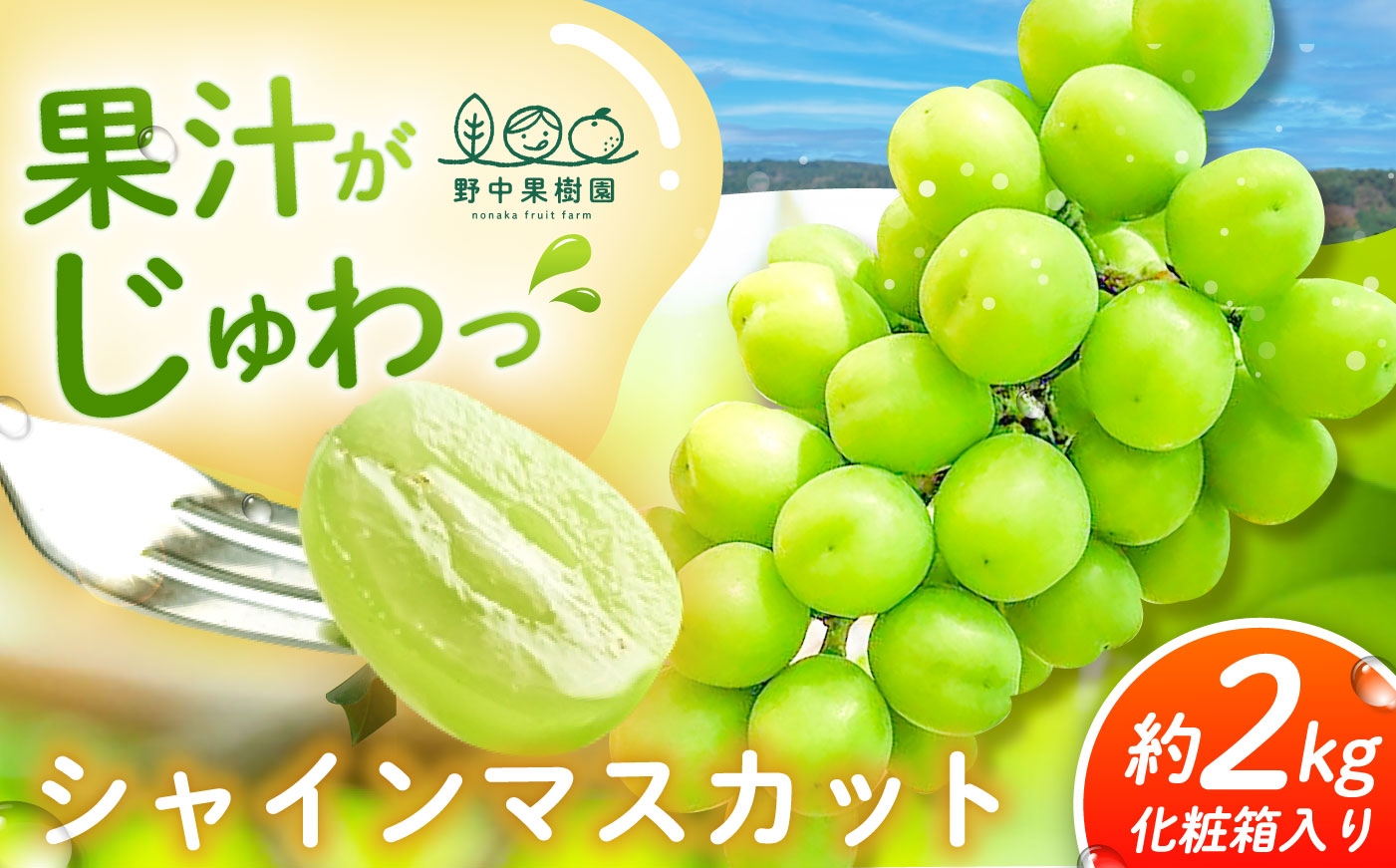 
                  シャインマスカット 約2kg (3～4房) ＜8月～発送＞長崎県/野中果樹園 [42AAAP008] 果物 フルーツ ぶどう 葡萄 白ぶどう シャイン シャインマスカット しゃいんますかっと 旬 長崎 先行予約 糖度17度以上葡萄 白ぶどう シャイン シャインマスカット しゃいんますかっと 旬 長崎 先行予約 糖度
                