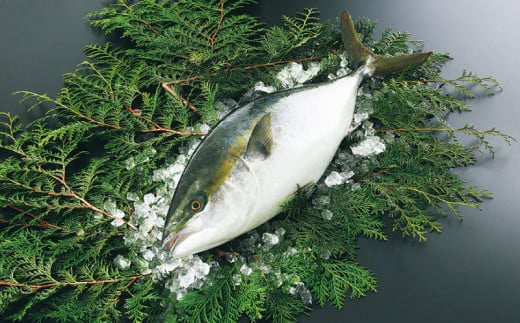 愛媛県認定 「 愛あるブランド魚 」 戸島 一番 ブリ 600g フレッシュつちやま 鰤 戸島ぶり 養殖ぶり ぶりしゃぶ 鰤しゃぶ しゃぶしゃぶ 刺身 漬け丼 アレンジ可 お手軽 冷凍 小分け パック