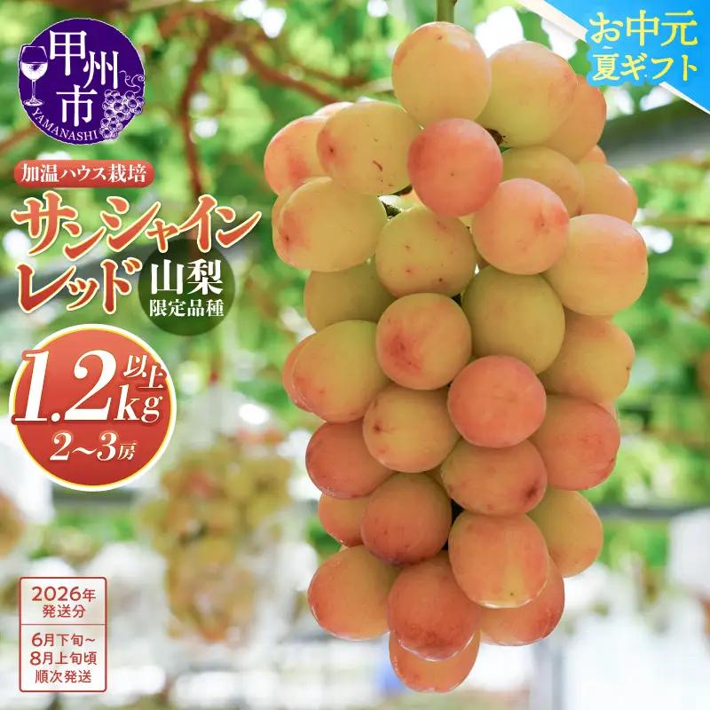 クール配送［お中元対応］山梨県限定品種 サンシャインレッド 合計1.2kg以上【2026年発送】（MS）F-111 サンシャインレッド フルーツ