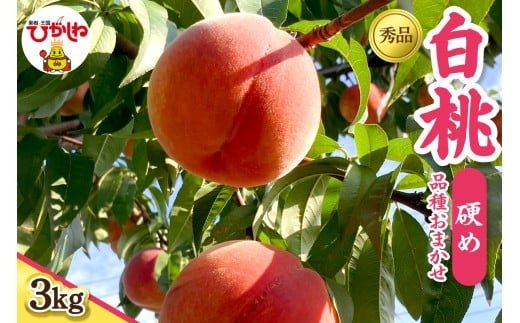 2026年産 白桃 品種おまかせ（硬め） 秀品 3kg hi097-004