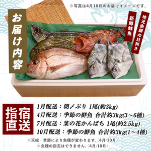 全４回定期便 指宿発 四季の朝〆 鮮魚 定期便  指宿山川水産 Z-066 定期便 定期便 