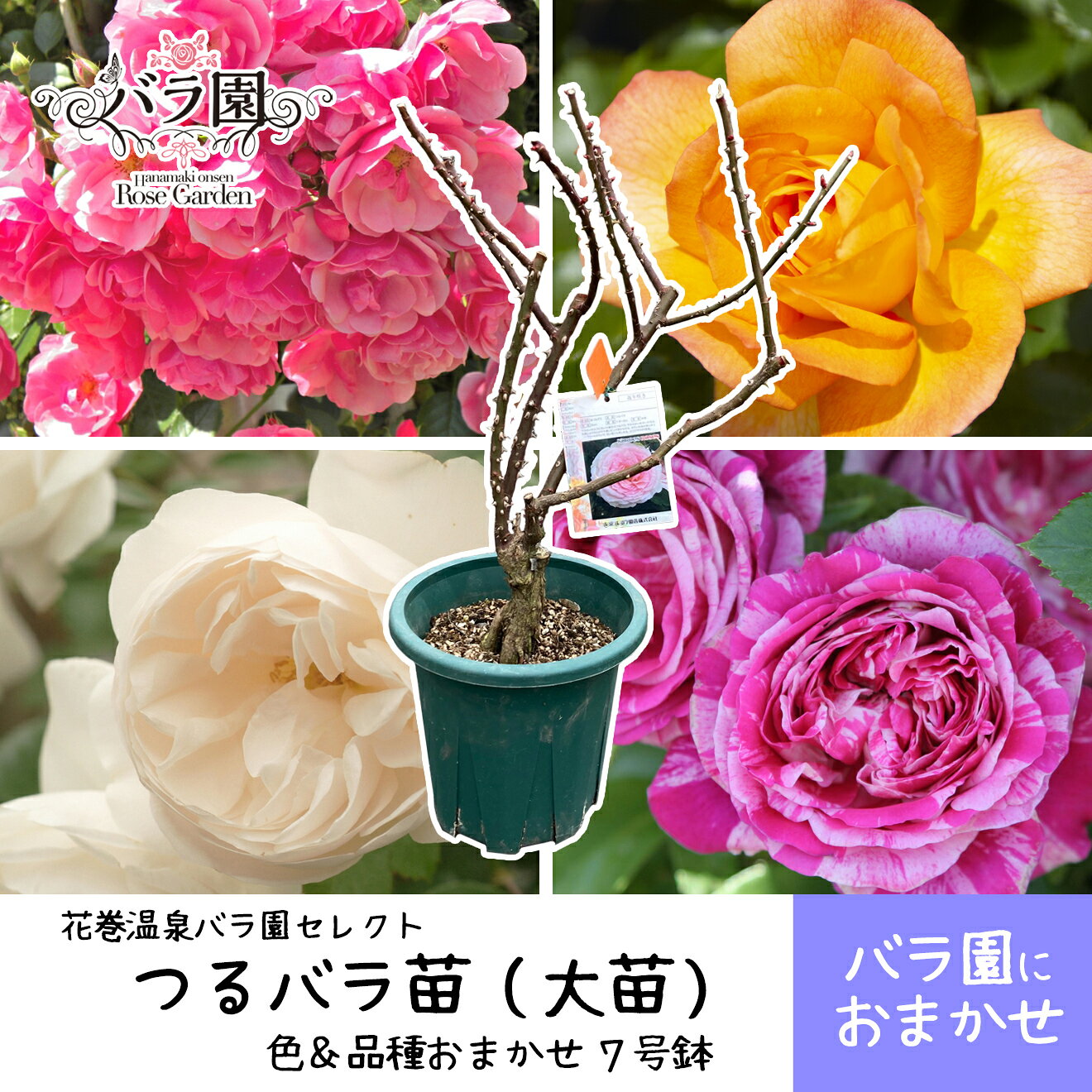 【ふるさと納税】花巻温泉バラ園で育った「つるバラ大苗」7号サイズ -園長におまかせ- - 新着 ふるさと納税 花