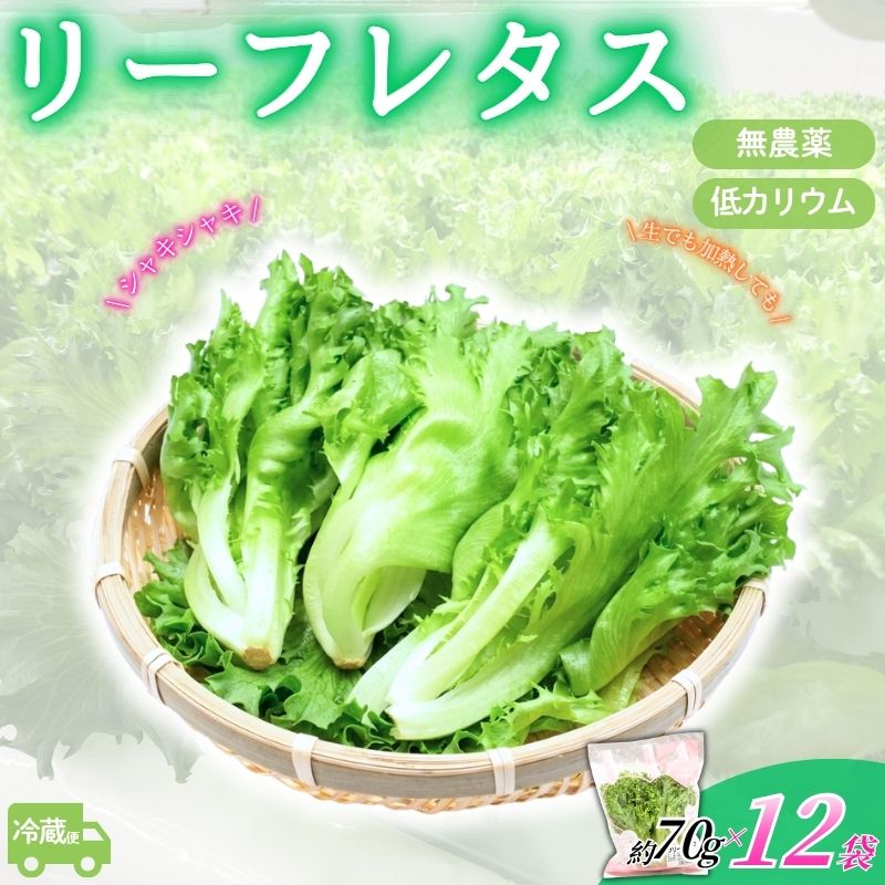 【ふるさと納税】 レタス 《アノレタス（リーフレタス）新鮮シャキシャキ 栽培期間中無農薬低カリウムレタス 12袋セット》【離島配送不可】/ 「苦みが少なくシャキシャキ感が強いどんな料理にも合うリーフレタスをお届け！」リーフレタス レタス 送料無料 三重県伊賀市