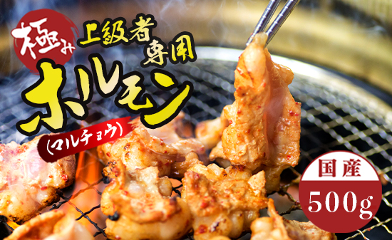 国産 牛 極上 上級者専用 ホルモン ( マルチョウ ) 500g 附属タレ付き | 冷蔵 丸腸 もつ鍋 タレ揉み 中元 ギフト お祝いモン モツ 丸腸 まるちょう 焼き肉 BBQ 味付け肉 キャンプ アウトドア 京都 舞鶴