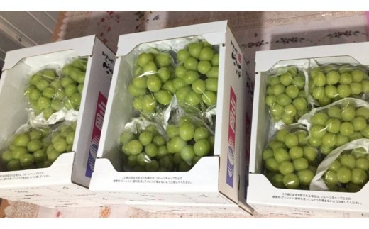 毎年食べた方から「食べ応えがあった！」と喜びの声をいただきます（写真は2kg箱）