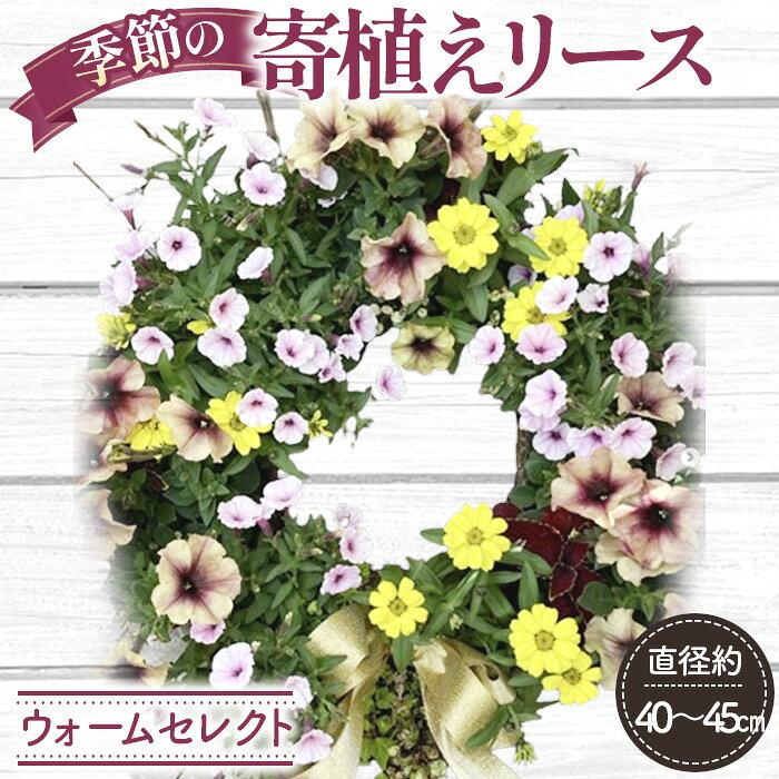 【ふるさと納税】【季節の寄植えリース】ウォームセレクト＊花工房すなが＊ ／ 直径約40～45cm リース土台直径35cm 寄せ植えリース 季節の花 暖色系 花苗 生花 フラワーデザイナー エクステリア フラワースタンド 花工房すなが No.147