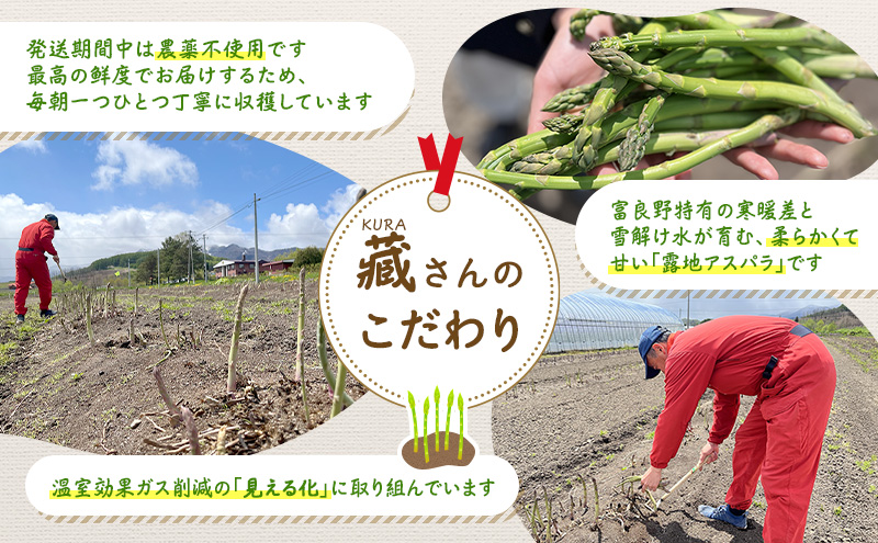 【2026年5月より発送】北海道 富良野市産 アスパラ 緑 約500g (15～23本前後) 朝どり 露地 グリーン アスパラガス 詰め合わせ 野菜 新鮮 数量限定 先着順【藏ファーム】