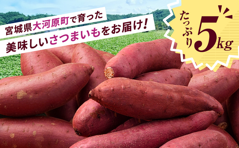 さつまいも 約5kg ふくむらさき 加工用 大きいサイズ サツマイモ 宮城県産 甘い 秋 冬 スイーツ いも 産地直送 宮城県 大河原町