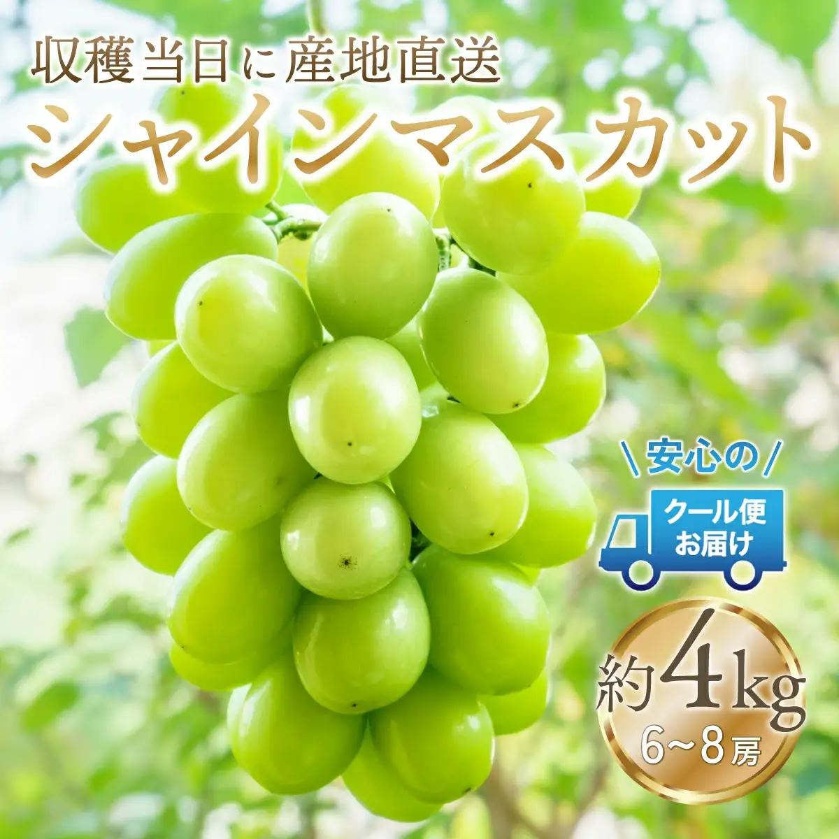 【2026年発送★先行予約】安心のクール便発送　収穫当日に産地直送　シャインマスカット 4kg (6～8房) 179-003-26y