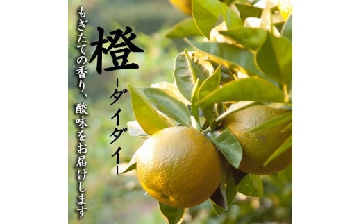 
橙(だいだい)5kg箱(4.5キロ入り)海鮮・手作りポン酢・お酒にもおすすめ！昔ながらのみかん鈴木農園より産地直送《11月・12月・1月発送》｜青ダイダイ 黄ダイダイ 赤ダイダイ ぽん酢 ダイダイ酢

