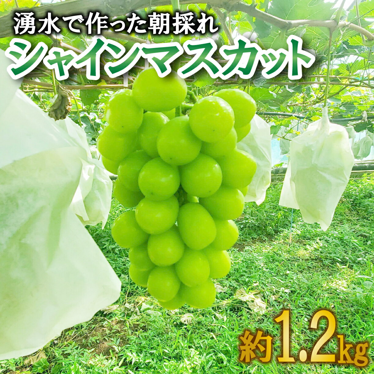 【ふるさと納税】 【予約受付】 数量限定 シャインマスカット 2房 約1.2kg 9月から順次発送 【 土と湧水にこだわり 愛情込めて 育て上げました 】 沼津市 産地直送 朝採り ぶどう 沼津市 静岡
