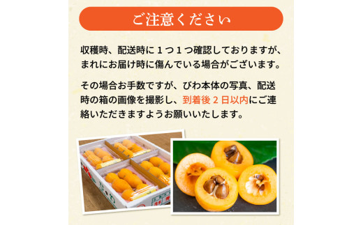 【 早期予約受付 5月中旬頃より順次発送 】びわ フルーツ 果物 おすすめ 6 ~8個 4 パック 約 1.2kg 旬 果実 ギフト 枇杷 期間限定 高知県 須崎市 高級 季節 初夏 新着 高知 贈答