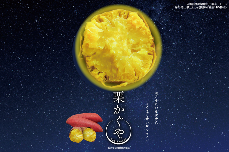【2027年7月より順次発送】希少な新品種！７月限定「行方の黄福(栗かぐや)」さつまいも 約5kg｜さつまいも サツマイモ さつま芋 お芋 希少 新品種 栗かぐや 先行予約 茨城県 行方市(AE-88)