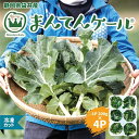 【ふるさと納税】まんてんケール 　冷凍カットケールセット　【 野菜 冷凍野菜 食べやすい スムージー ソテー 炒め物 食材 食卓 】