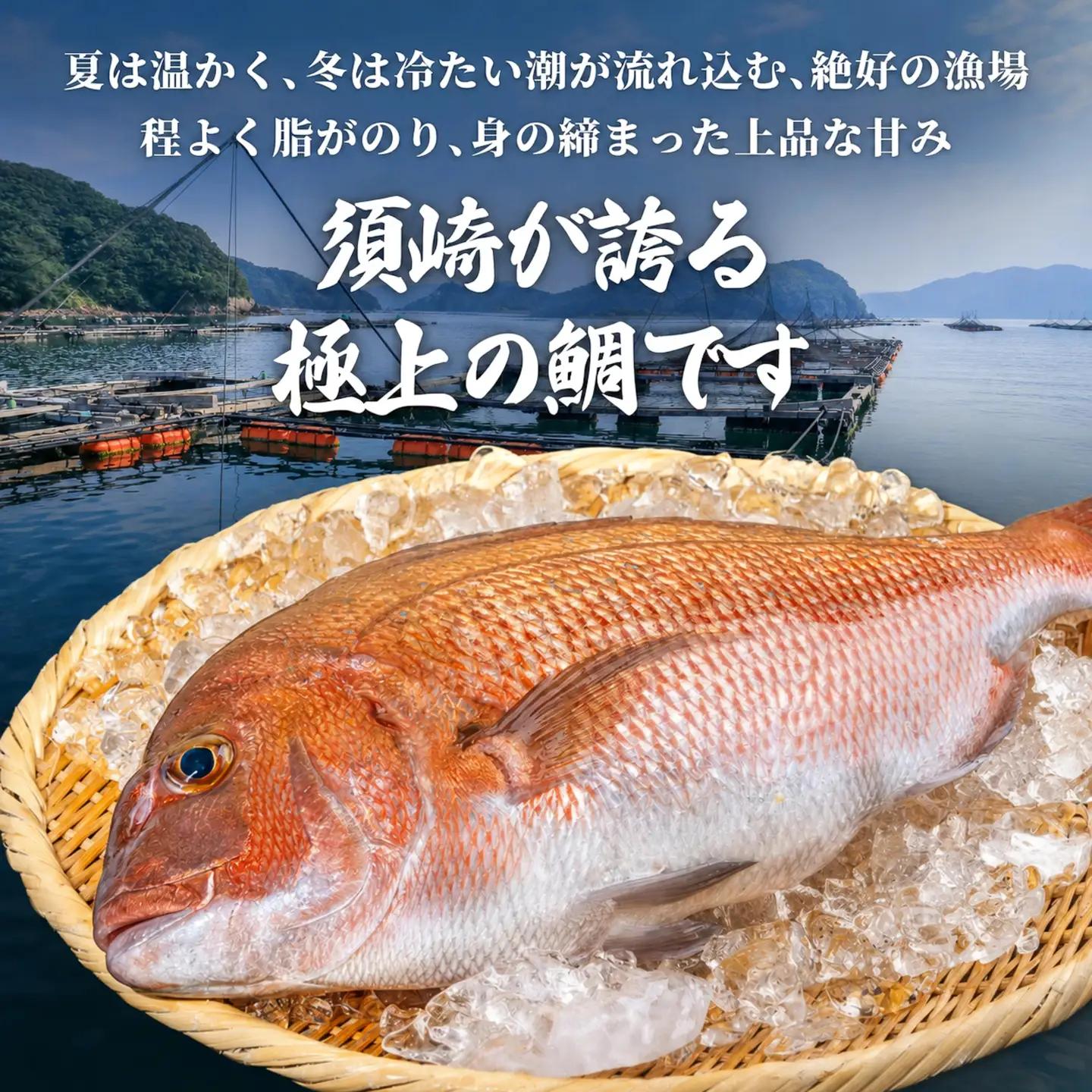 【鯛】真鯛スキンレス 炙りセット