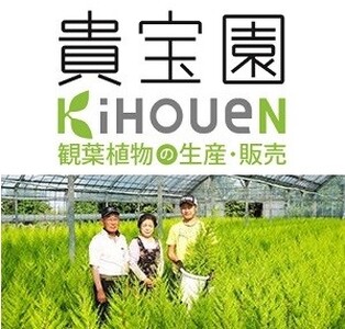 プロが選ぶ観葉植物　～サンゴ　7号鉢～　【11246-0368】