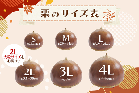 笠間の生栗 （約2kg） 低温熟成 利平 2L以上 日本一 栗生産量 茨城県 栗 くり 生栗 熟成栗 大きい 大粒 茨城 国産 国産栗 和栗 甘栗 栗ご飯 栗きんとん 栗おこわ 甘露煮 マロン 秋 旬