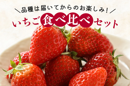 【 2026年 先行予約 】いちご 旬の苺 食べ比べセット 4p Rafすとろべりーふぁーむ イチゴ 苺 4パック 国産 果物 フルーツ くだもの 1月 2月 3月 発送 冬 旬 産地直送 農家直送 
