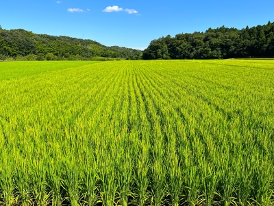 【令和5年度】鈴鹿山麓の銘水が育てた米、米どころ三重県産小山田地区「こしひかり」10kg