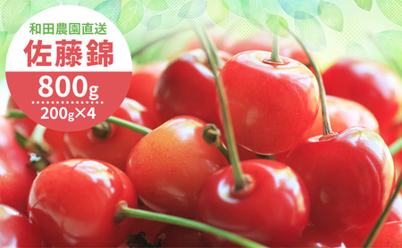 [先行受付] 北海道 仁木町産 さくらんぼ 佐藤錦 800g（400g×2パック）  サクランボ チェリー フルーツ 果物 果物類  仁木町 仁木 [和田農園]