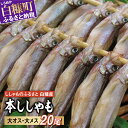 【ふるさと納税】しらぬか産 本ししゃも 【数量限定】【大きめのオス・メス20尾】 メスはプチプチ オスは濃厚 とっても美味しい! ふるさと納税 ししゃも 北海道産 国産 魚 魚介 グルメ 食べ物 人気 ランキング 北海道 白糠町