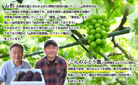 大人気！【こんのぶどう園】山形本沢産 高級ぶどう シャインマスカット 2房 【令和7年産先行予約】フルーツ くだもの 果物 山形 山形県 山形市 ぶどう 葡萄 ブドウ セット 2025年産 【令和7年