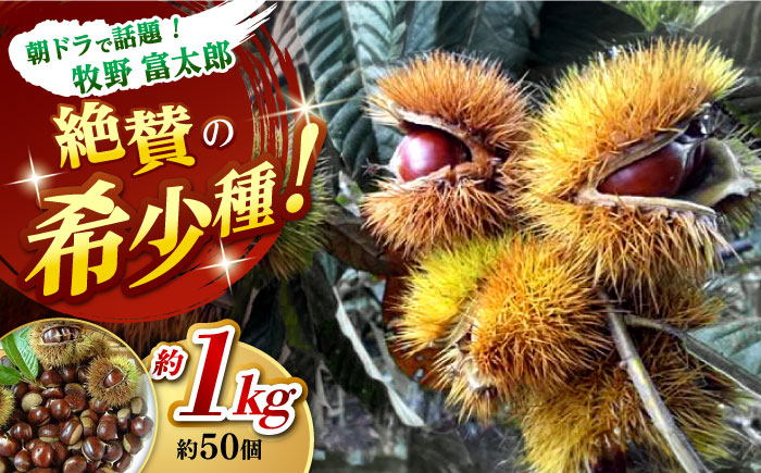 【先行予約】ほくほく甘い！熟成した夢甘栗 高級生栗＜秀品規格＞ 約1kg (約50個前後)＜2026年10月中旬〜発送＞ 栗 くり 季節 秋 旬頃 直送【仁淀川流域夢甘栗生産者組合 くり蔵】 [ATDR002]