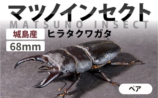 マツノインセクト 城島産 ヒラタクワガタ 68mm ペア  国産 田原 ブリーダー 松野 送料無料 愛知県 豊橋市