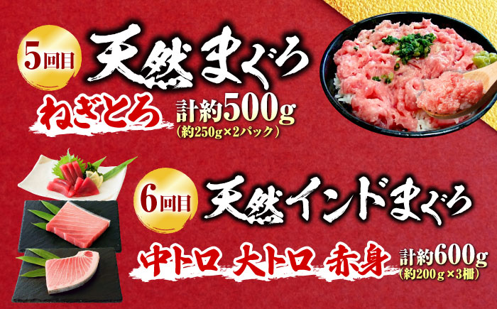 【全6回定期便】まぐろ 豪華 食べ比べ 定期便 【横須賀商工会議所 おもてなしギフト事務局（本まぐろ直売所 横須賀本店）】 [AKAK123]