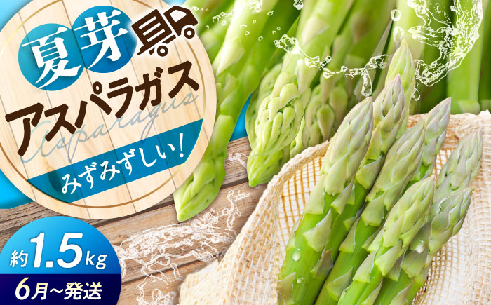 【スピード発送】 アスパラ （約1.5kg）先行予約 夏芽 アスパラガス 旬 野菜 グリーンアスパラ とれたて アスパラガス 朝採れ 三次市/福分アスパラ [APAU004]