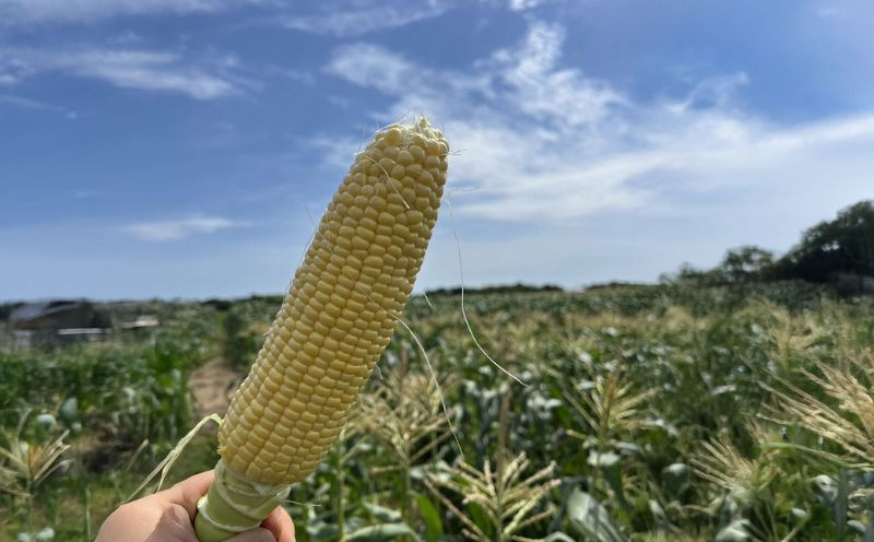 
            【 2026年 先行予約 】 とうもろこし 12本 コーン スイートコーン 2026年6月下旬発送開始 生 黄色 新鮮 ジューシー 旬 野菜 やさい 夏野菜 朝採り とうきび BBQ バーベキュー 炊き込みご飯 数量限定 季節限定 送料無料 産地直送 冷蔵 千葉県 旭市 Re.FOODS The Morokoshi 株式会社はなわ農園 hnw009
          