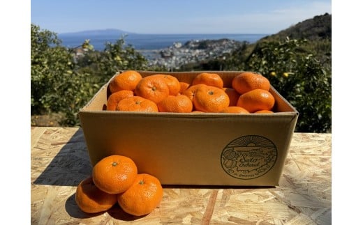 東伊豆・佐藤農園の青島みかん　贈答用5kg（Mサイズ～3Lサイズ） 1326 ／ 佐藤農園 果物 フルーツ 農家直送 静岡県 東伊豆町