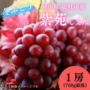 【ふるさと納税】ぶどう 紫苑 岡山県 総社市産 2024年産先行予約 1房