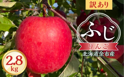 【先行予約：2026年12月上旬より発送】訳アリ りんご（ふじ）2.8kg【北海道余市町産】_Y103-0073