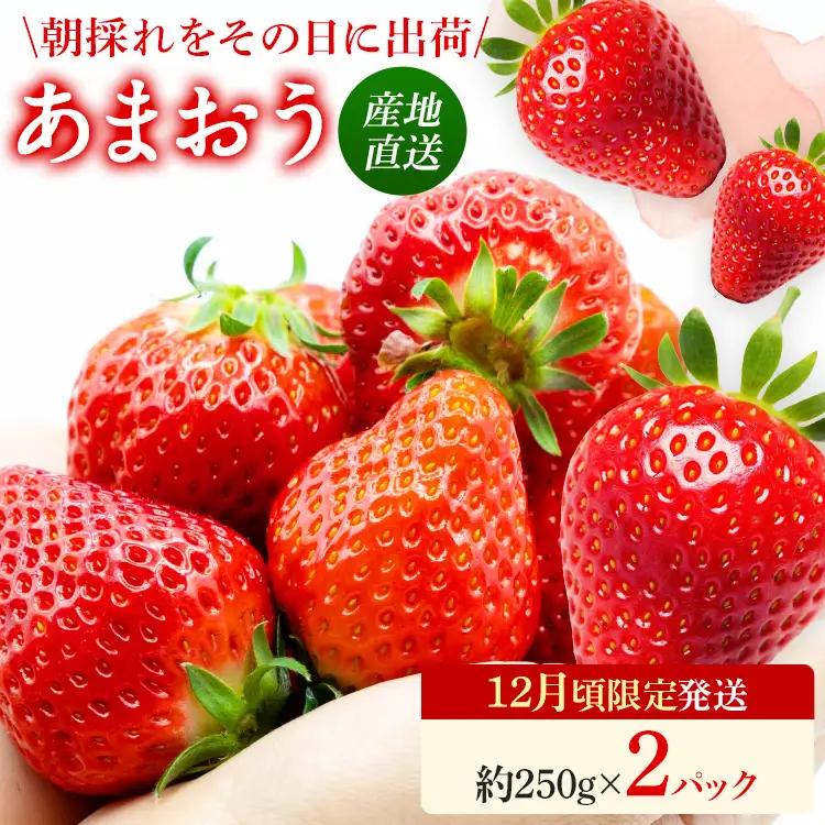 いちご   産地直送　福岡県産あまおういちご　エコ農産品 (約250g×2パック)  【12月頃限定発送予定】 ※北海道・沖縄・離島は配送不可  いちご
