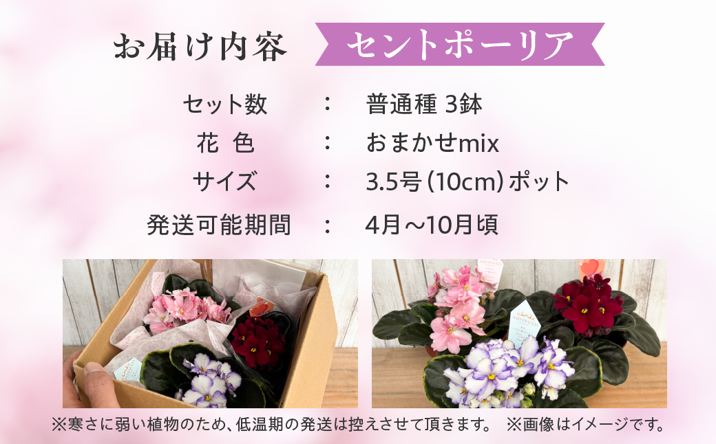 【ふるさと納税】産地直送 セントポーリア3鉢セット 四季咲き 花　家庭菜園 3.5号鉢 ポット苗 母の日 人気 おまかせ 室内　初心者　栽培　鉢植え　送料無料　ロイヤルグリーン　ガーデニング　土　趣味