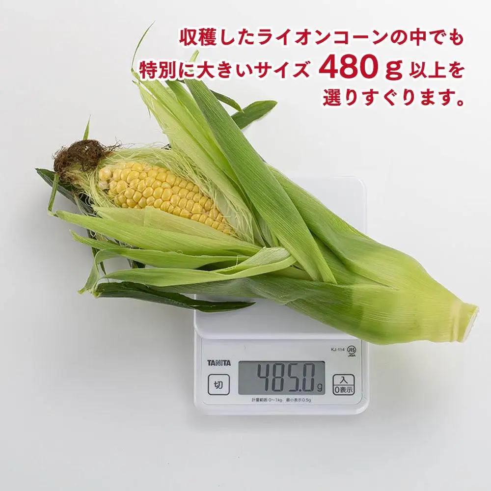 【先行予約】象もろこし（ライオンコーン）大きいサイズのトウモロコシ　480ｇ以上8本入り(2025年8月下旬～発送開始) | トウモロコシ  _01412