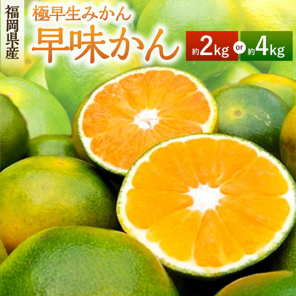 【ふるさと納税】 ＜選べる＞ 福岡県産 極早生みかん・早味かん 約2kg もしくは 約4kg みかん ミカン 早生みかん 早生かん 果物 フルーツ デザート スイーツ 福岡県 岡垣町 送料無料 【2026年9月上旬～9月下旬発送予定】