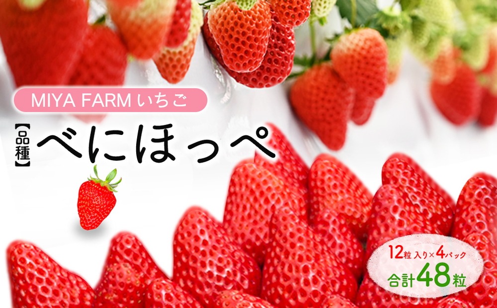 【先行予約】MIYA FARM いちご（品種：べにほっぺ）12粒入り×4パック 合計 48粒 ※北海道・沖縄・離島への配送不可 ※2027年1月中旬～5月下旬頃に順次発送予定