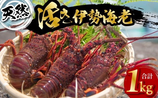 天然 伊勢海老 1kg 活伊勢海老 厳選 産地直送 【2026年5月以降発送】