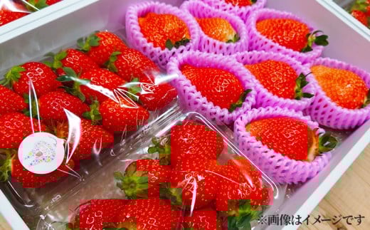 【先行予約】 いちご 250g×2パック かおり野 苺 数量限定 新鮮 産地直送 厳選 フルーツ 果物 くだもの 贈答用 贈答品 贈答 ギフト プレゼント 国産 三重県 伊勢 志摩 南伊勢町 10000円以下 一万円以下 6000円 六千円
