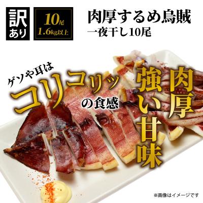 ふるさと納税 国東市 【訳あり】逸品!肉厚するめ烏賊一夜干したっぷり10尾(1.6kg以上) _1836R |  | 01
